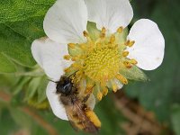 Murarka na truskawce 6